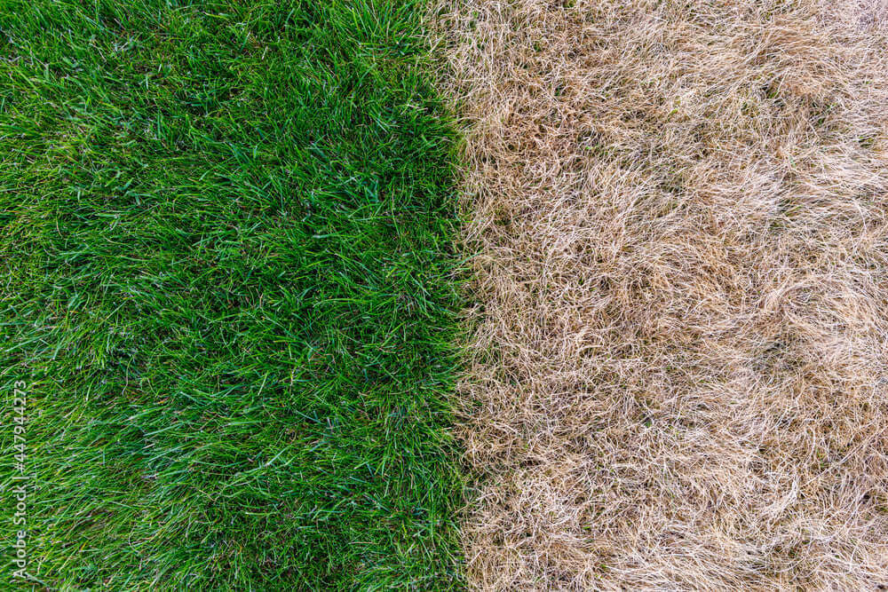 Well watered green grass vs dried out drought grass