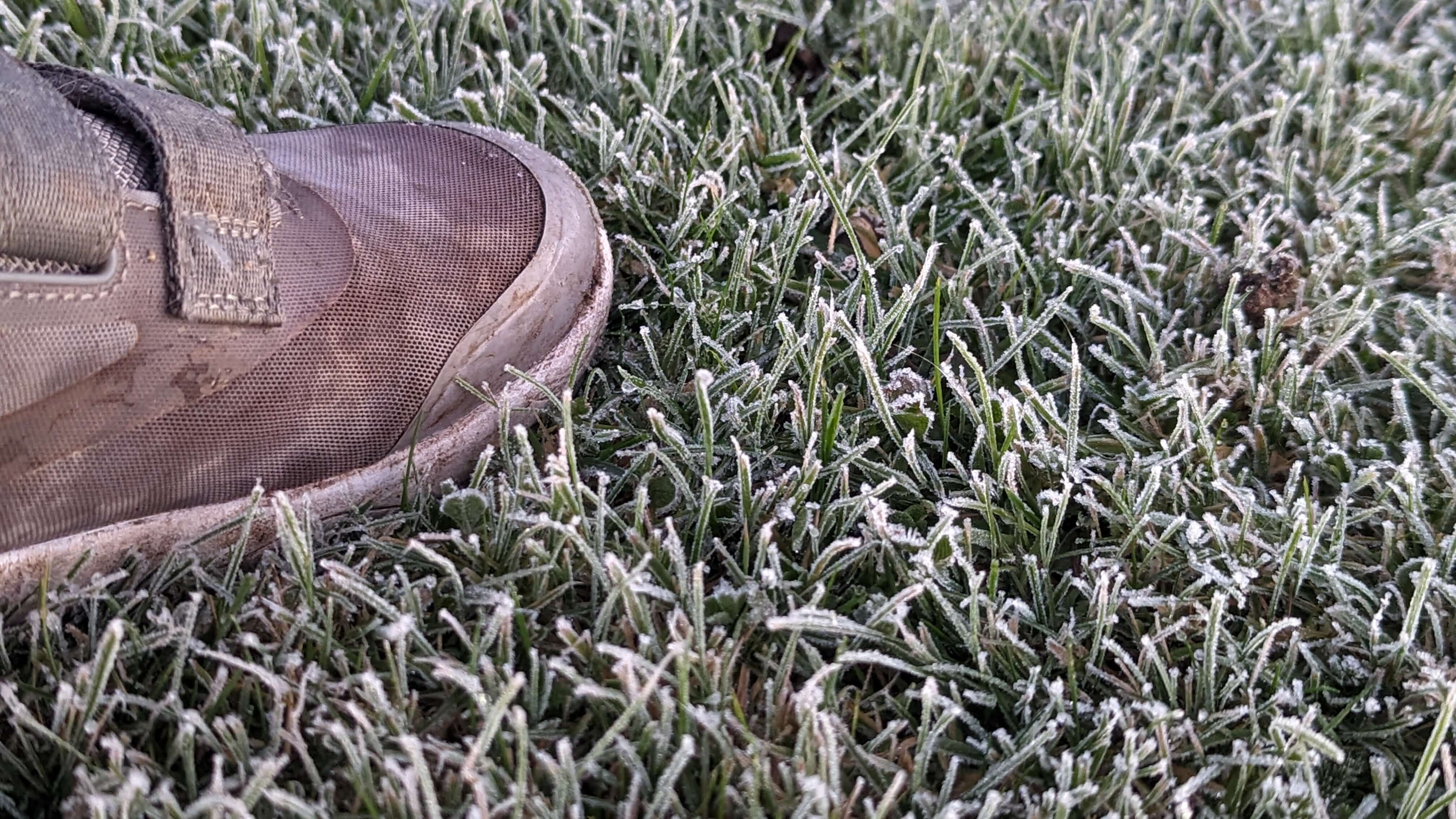 frosty grass